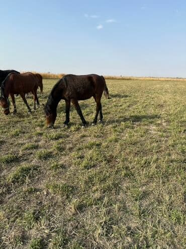 тюк пресс: Продаю | Жеребенок, Кобыла (самка), Жеребец | Кара Жорго | Для разведения, На забой, Рабочий — 4