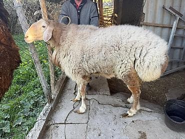 продаю мёд: Продаю | Баран (самец) | Арашан — 2