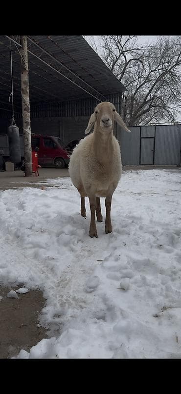 жыргый телка быки: Продаю | Овца (самка) | Арашан | Для разведения | Матка — 2