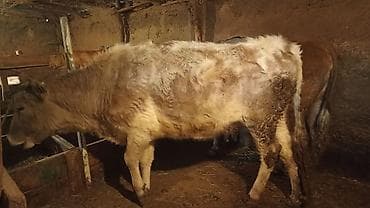 Услуги ветеринара: Продаю | Корова (самка) | Для молока | Привязанные — 1