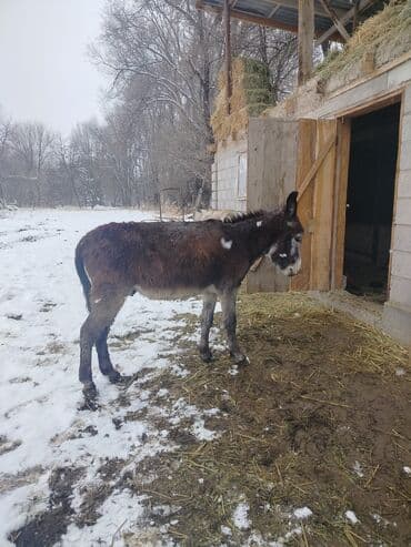 Другие животные: Осел гулук хороший — 2