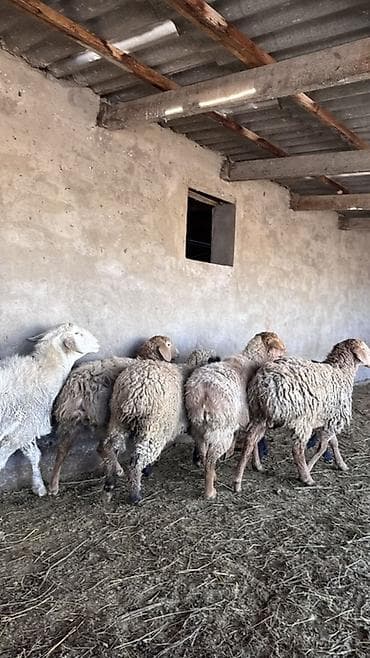 коровы доиные: Продаю | Овца (самка) | Для разведения | Матка — 5