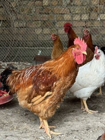 купить собаку доберман в бишкеке: Продаю | Петух | Домашняя | Для разведения — 1