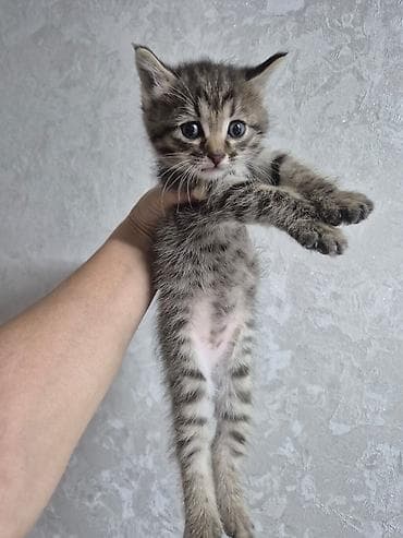 Животные: Котята-домоседы, короткошёрстные, окрас табби/черепаховый. - Возраст — 3