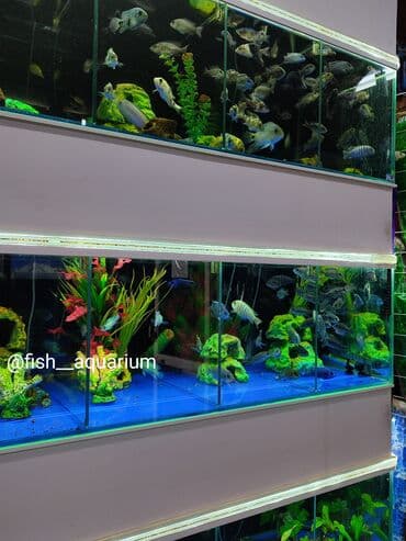 форель купить в бишкеке: Большой выбор аквариумных рыбок — 2