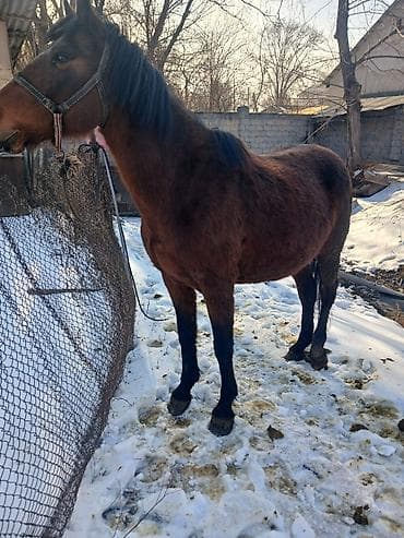 урон беде: Продаю | Кобыла (самка) | Рабочий | Племенные — 2