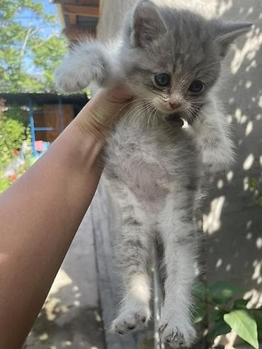 Отдам даром кошку: 1 месяц, Мальчик — 1