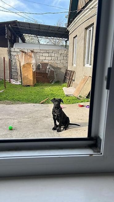 Иттер сатылат: Кане-корсо, Сука 3 года стерелизована не рожает окрас черный с — 7