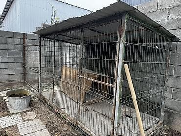 шефер бу: Вольер — 2