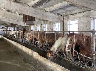 Продаю | Кобыла (самка) | На забой