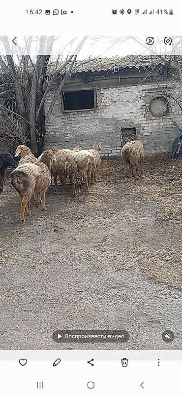 Зоотовары: Продаю | Овца (самка) | Арашан | Для разведения | Матка — 9