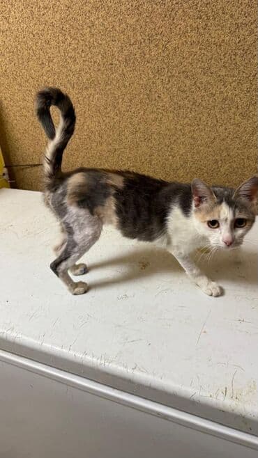 где можно купить йоркширского терьера: 6 месяцев, Мальчик, Приучена к лотку — 5