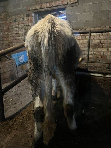 бышты сатылат: Сатам | Кунаажын | Шароле | Бордоп семиртүү үчүн, Көбөйтүү үчүн, Сүт алуу үчүн | Кунажын — 4