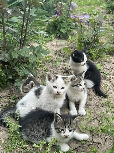 кошки продаются очень бесплатно: Котята мальчишки и одна девочка Отдадим в добрые руки ДОСТАВИМ по — 7