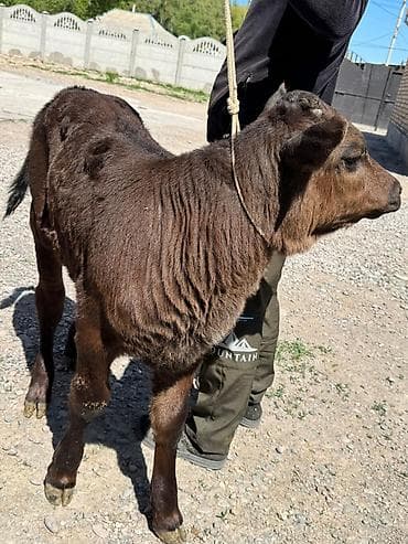 ит ош итер: Продаю | Бык (самец) | Швицкая | Для разведения | Искусственник — 2