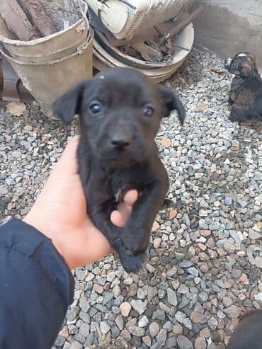 Вязка собак: Собака даром: Дворняжка, 2 месяца, Самец — 6