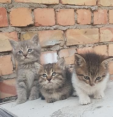 scottish fold: Отдам в добрые руки! 🐈 — 6