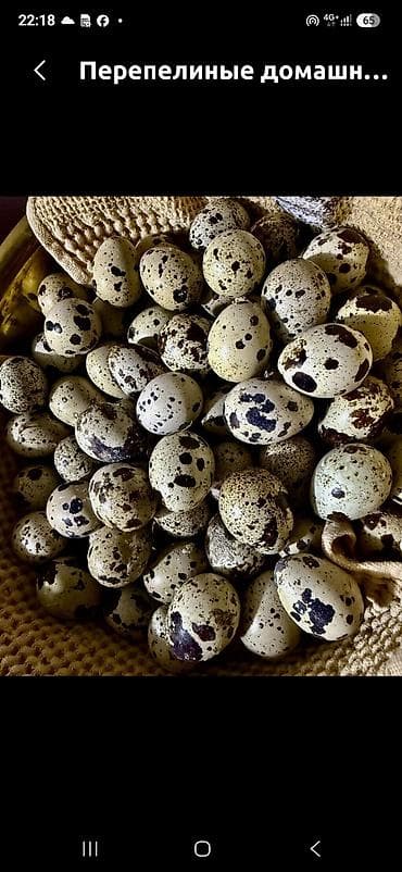 молочные продукты: Перепелиные яйца домашние - Отборные яйца перепёлок с характерной — 1