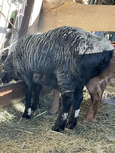 яйцо страуса: Продаю | Овца (самка), Ягненок | Арашан | Для разведения | Ярка — 1