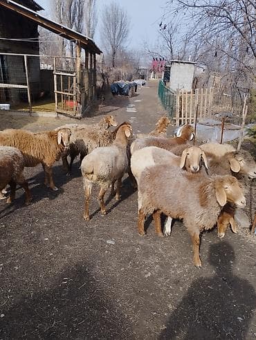 коровы доиные: Продаю | Ягненок | Полукровка, Арашан | Для разведения | Ярка — 7