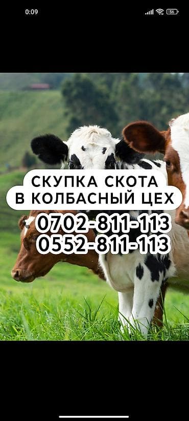 Куплю | Коровы, быки, Лошади, кони | Круглосуточно, Любое состояние, Забитый at lalafo.kg Куплю | Коровы, быки, Лошади, кони | Круглосуточно, Любое состояние, Забитый