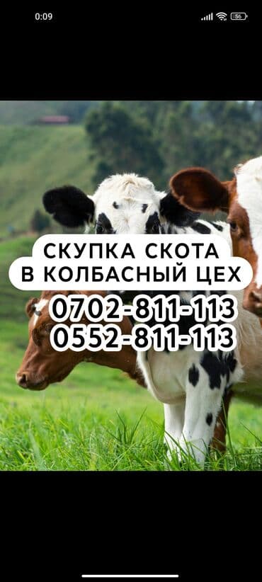карова швиц: Куплю | Коровы, быки, Лошади, кони | Любое состояние, Забитый, Круглосуточно — 1