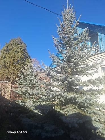 садовый вар бишкек: Рассада деревьев: Ели, Самовывоз, Бесплатная доставка, Платная доставка — 8