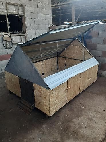 Продаю | Цыплята