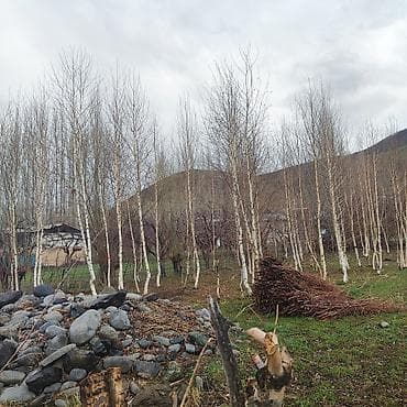 принимаем ягоды: Саженцы — 3