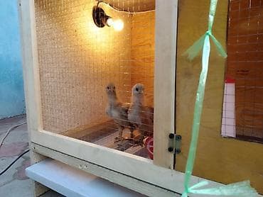 инкубатор курицы: Готовое решение! Брудер Цыплятам, Брудеры Суточным, кучинские — 5