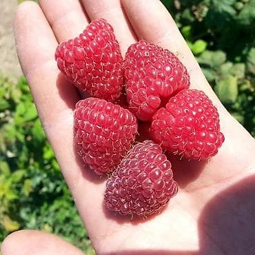 Хозтовары: Саженцы ремонтная малина сорт шапка Мономаха — 2