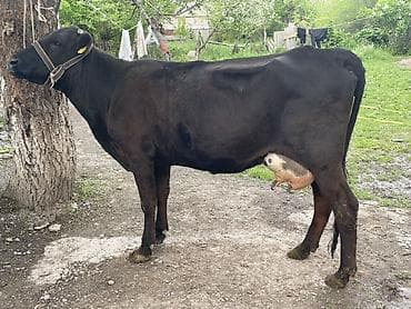 Продаю | Корова (самка) | Абердин-ангус | Для молока | Привязанные