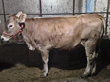 аршан кой: Продаю | Тёлка | Алатауская | На откорм, Для разведения — 4