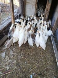 купить чау чау в бишкеке: Утки — 4