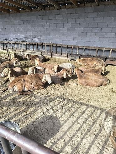 арашанские матки: Продаю | Ягненок | Арашан | Для разведения | Племенные — 5