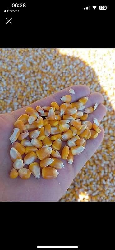 машинка баранов: Продам кукурузу в мешках 🌽 Кукуруза - 4 100 кг 💰 Цена: 23 сом за кг 📦 — 1