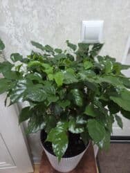 кастрюля большая: Спатифиллум (Spathiphyllum) в декоративном кашпо - Крупный, густой — 28