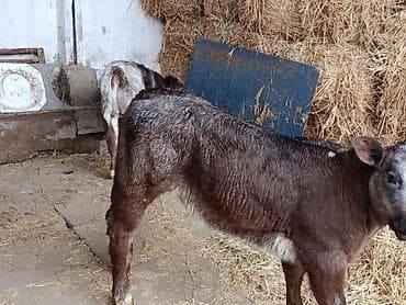 ангус уй: Продаю | Бык (самец), Тёлка, Музоо, торпок | Бельгийская — 4