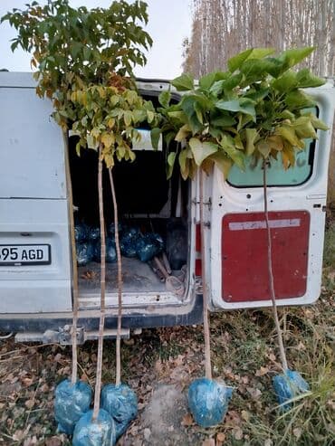 саженцы живой изгороди купить: Көчөттөр дарактардын: Клёндор — 6