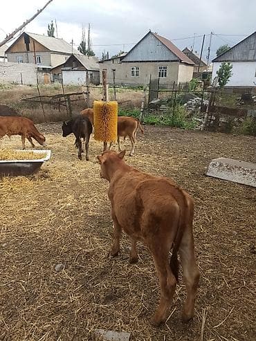 племенные коровы: Продаю | Бык (самец) | Симментальская, Абердин-ангус — 8
