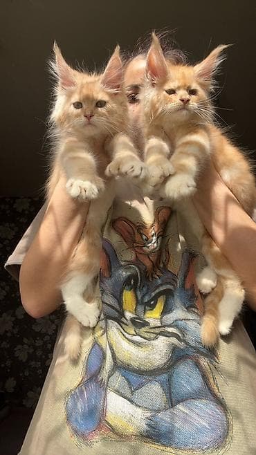 кошка британская вислоухая: Мощный эксклюзивный котята Майн куны полидактилия,Ярко выраженные — 8