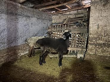 ит атаар: Сатам | Ургаачы кой (ургаачы) | Союуга — 2