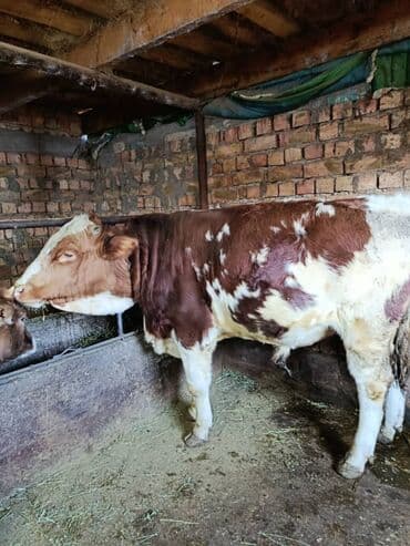 Грызуны: Продаю | Бык (самец) | Симментальская | На откорм | Племенные — 7