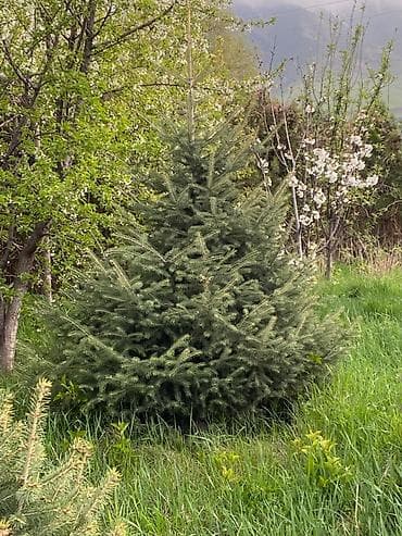 Ель колючая (Picea pungens) для озеленения участка - Породистые