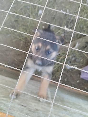 Кошки: Немецкая овчарка, 2 месяца, Самец, С родословной — 5