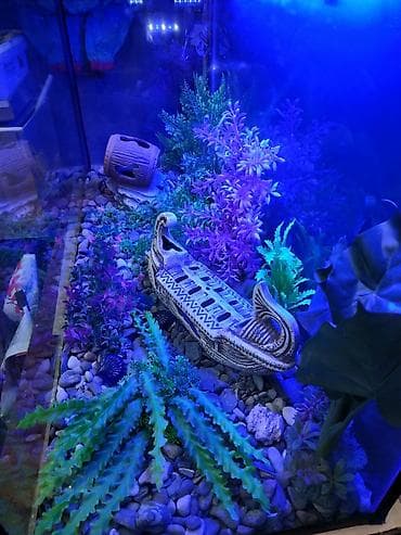 морская рыба: Аквариум комплект 175 л Цена: 18 000 сom (скидка предусмотрена) В — 3