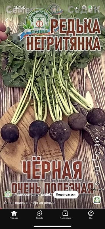 Редька чёрная «Негритянка» от «СеДек» - Сорт чёрной редьки с