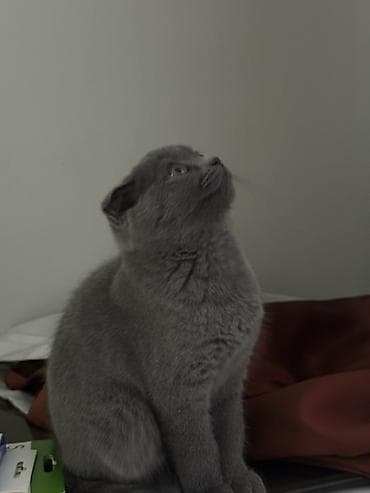 кошка серая: Скотиш Фолд (Шотландская вислоухая), 5 месяцев, Девочка, Голубой, Приучена к лотку — 1