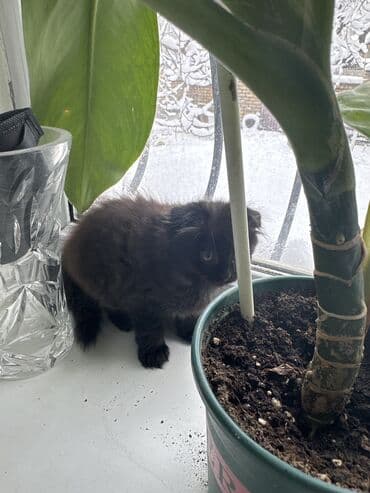 сколько стоят вислоухие кошки: Шотландские котята с вислыми ушками (fold). На фото — два малыша: - — 7