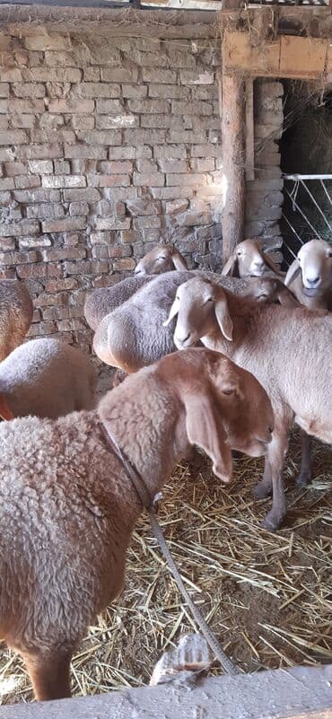 домашние птицы: Продаю | Овца (самка) | Для разведения | Матка — 3